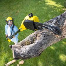 Best Tree Maintenance Programs  in Pilot Point, TX